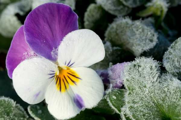 Here are six cold-loving plants hardy enough to withstand even the toughest winters in our country.