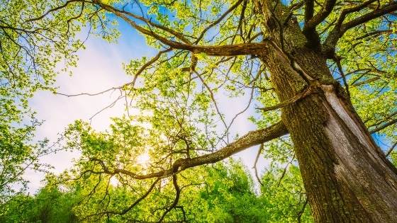 You may have a lot of memories with the trees in your yard, but sometimes they aren't made to last. Here's when you should have a tree cut down.